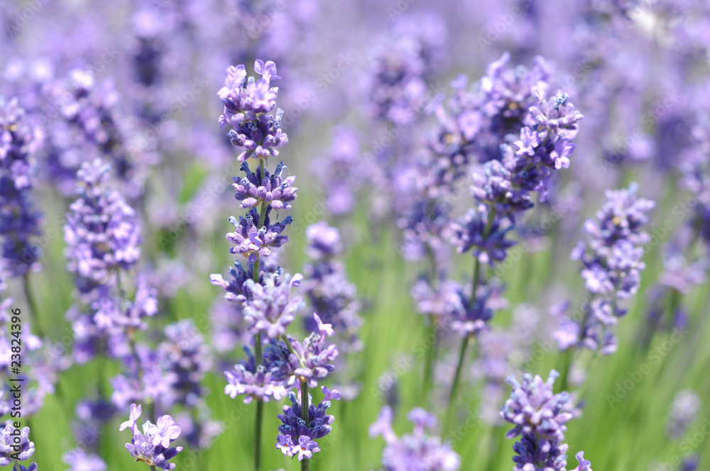 Fototapeta premium kwiaty