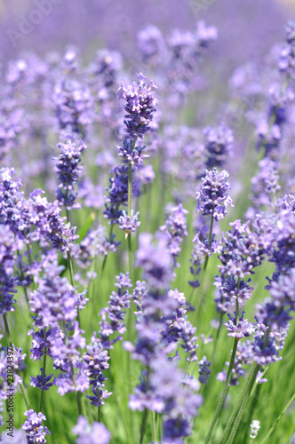 Sommer, Süden