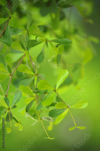 leaf 2 photo