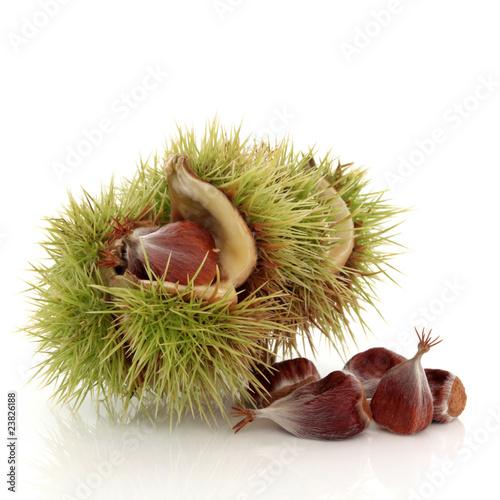 Foto Beech Nuts