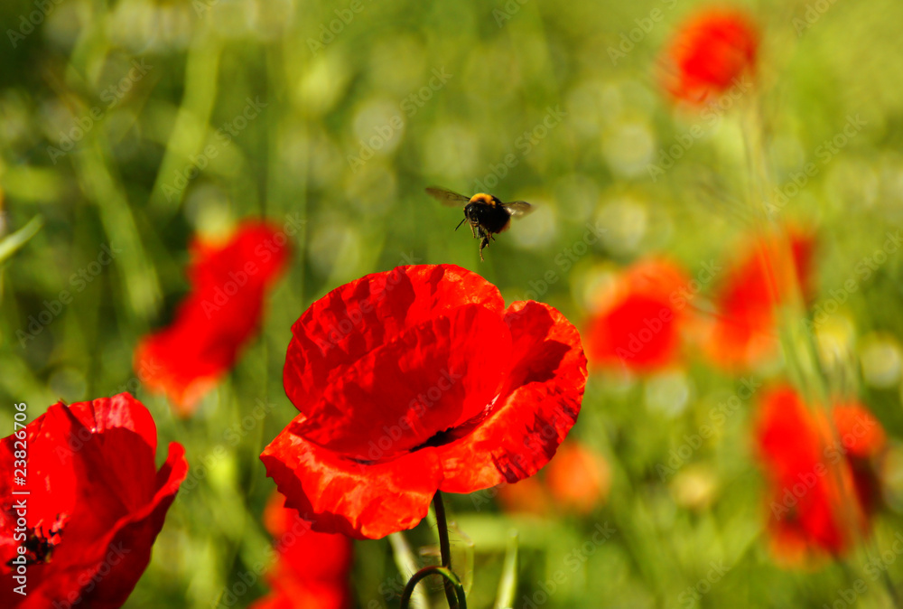 Obraz premium flower #64