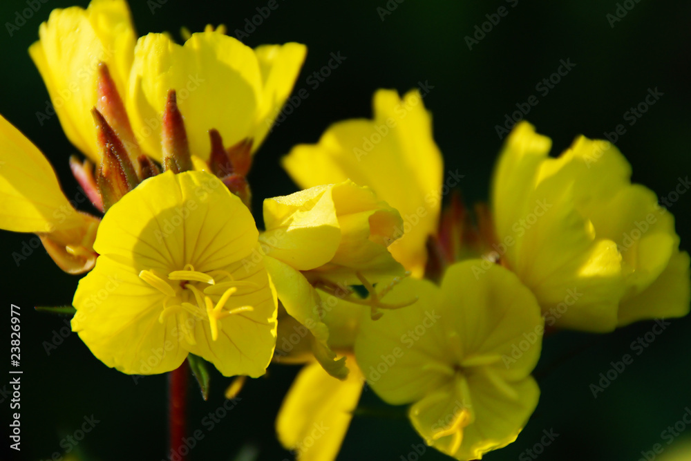 Fototapeta premium flower #72