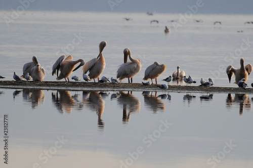 Great White Pelicans (Pelecanus onocrotalus), lake Nakuru