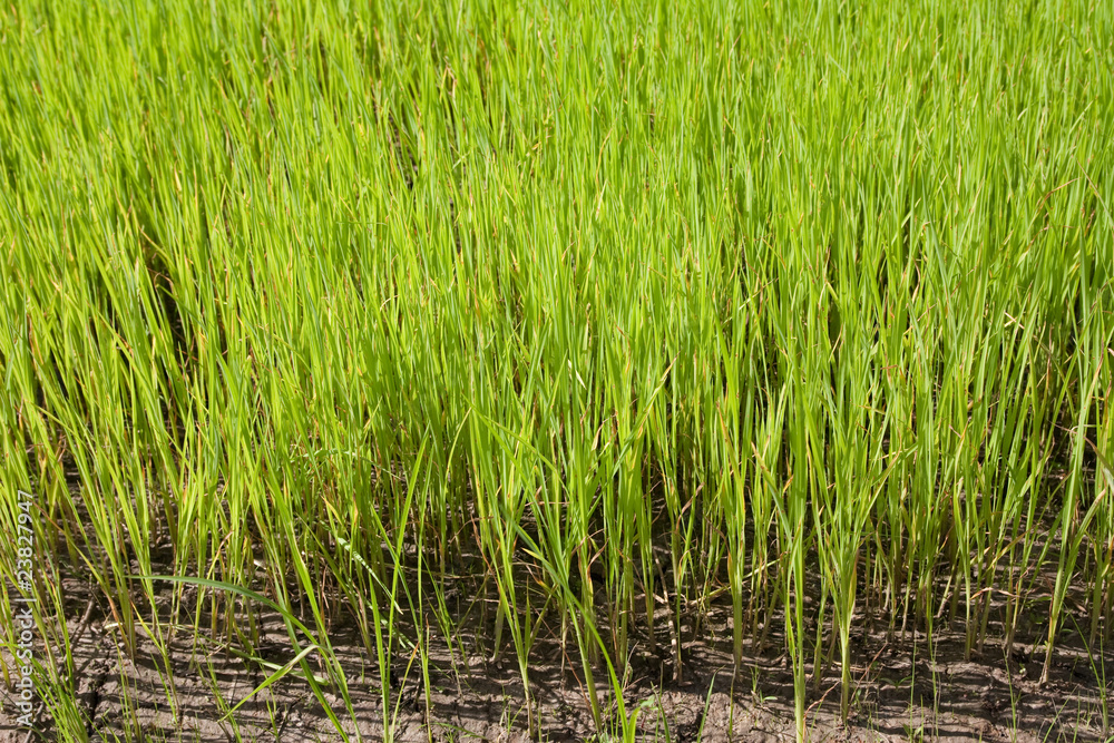 Nursery Rice in Northern Thailand