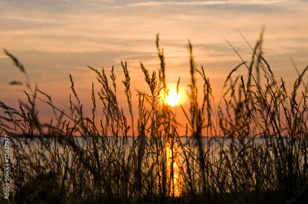 Gräser am Strand bei Sonnenuntergang