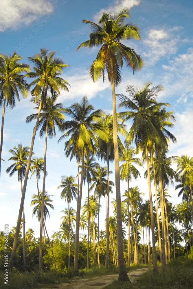 A forest of palm trees under a blue sky in Thailand