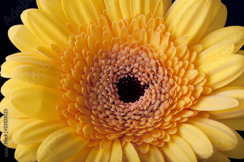 Closup of Daisy