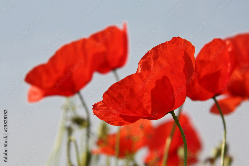 Obraz premium Poppy field, Mohnfeld