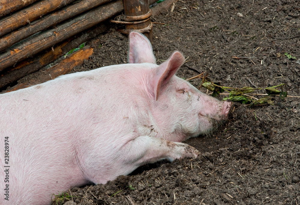 Pig resting in the mud