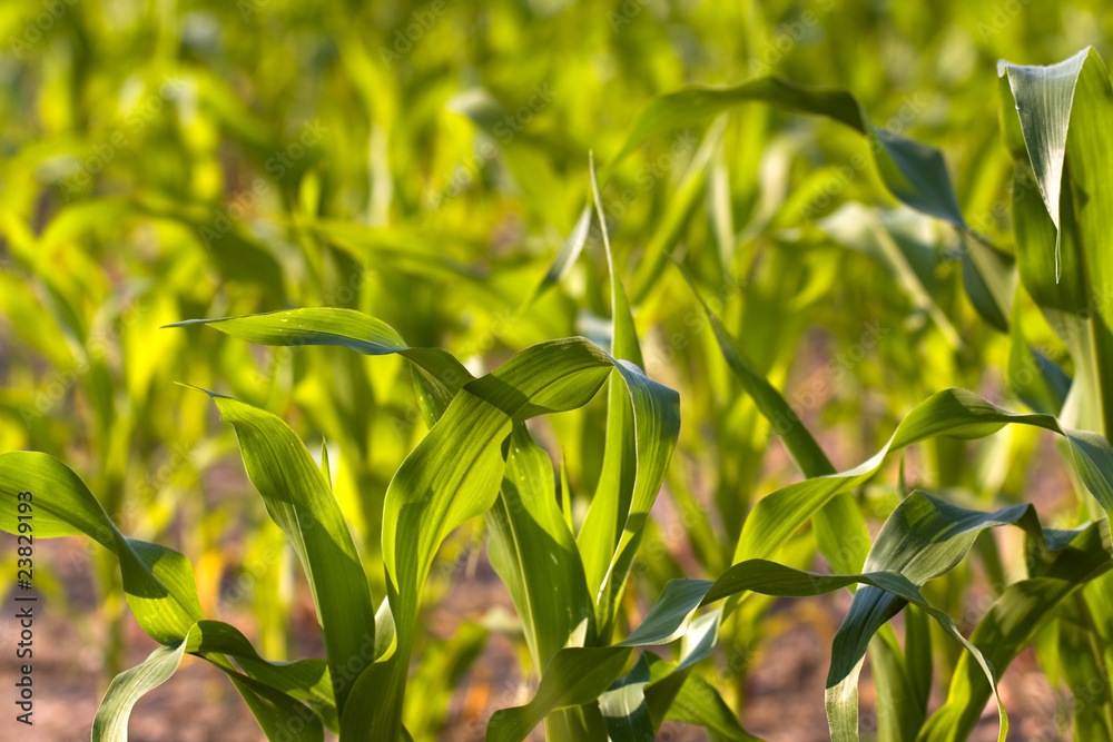 Fototapeta premium Maisfeld im Sommer