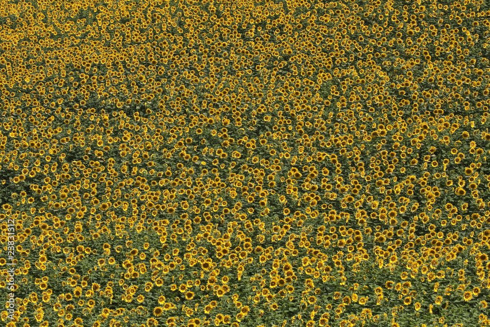 Sunflowers texture Sunflowers texture