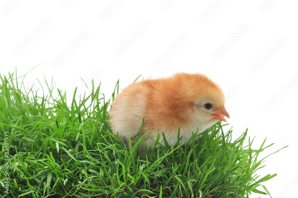 chick in grass