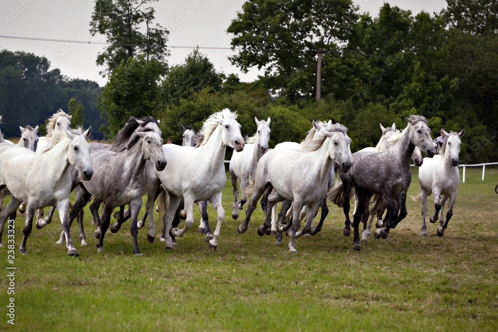 Fototapeta premium herd of horses