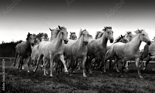 herd of horses photo
