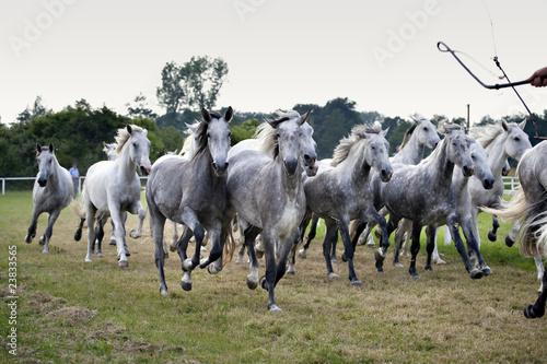 Fototapeta Naklejka Na Ścianę i Meble -  herd of horses