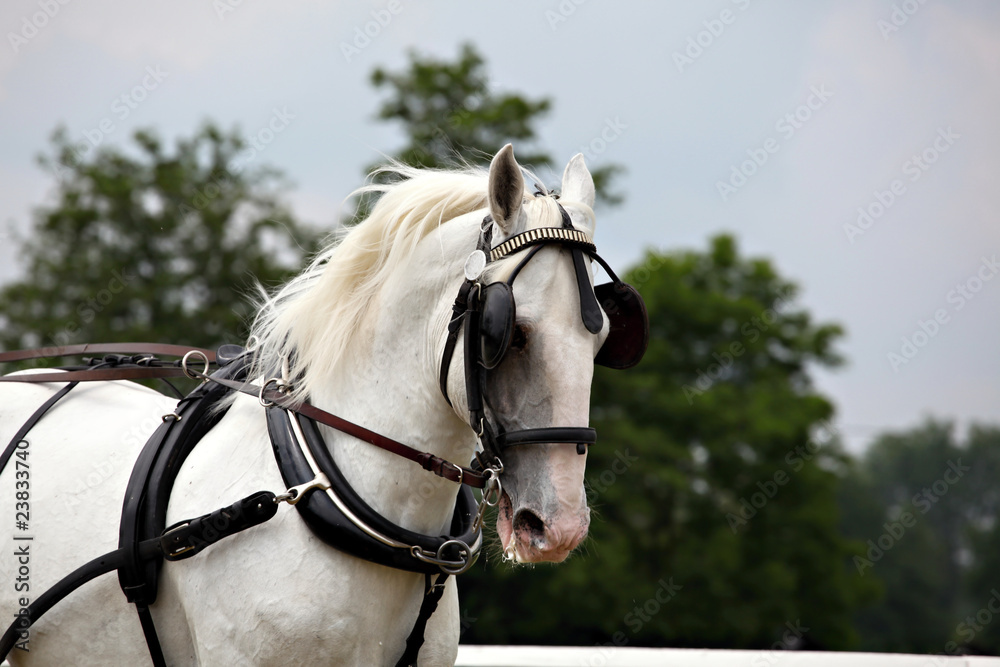 Horse drawn carriage Horse drawn carriage