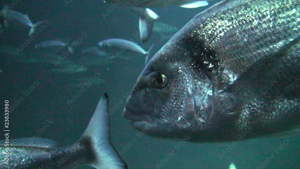 ban de poisson