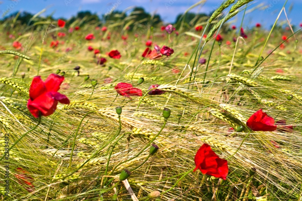 Fototapeta premium wheat