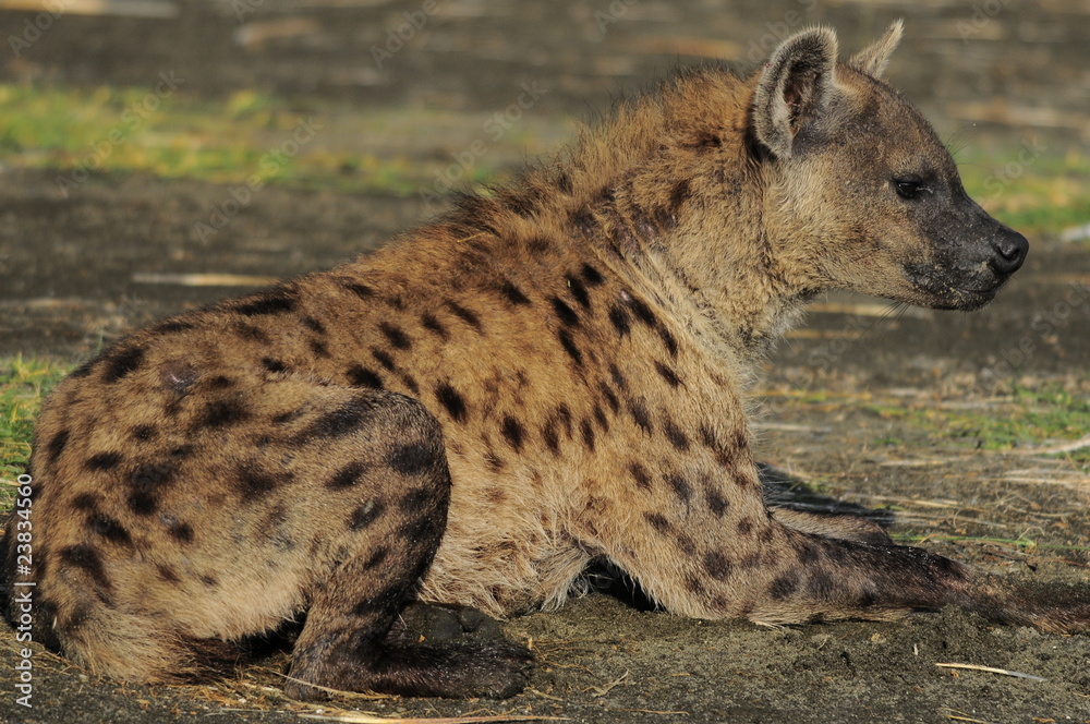 The Spotted Hyena (crocuta crocuta), lake Nakuru, Kenya The Spotted Hyena (crocuta crocuta), lake Nakuru, Kenya
