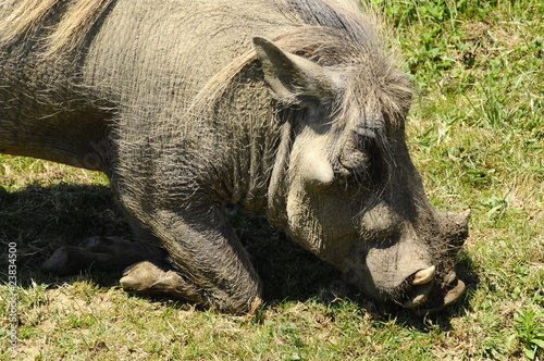 Foto Phacochère / warthog