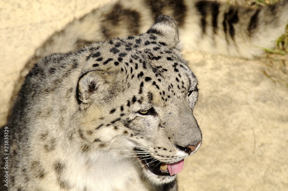 Panthère des neiges / snow leopard Panthère des neiges / snow leopard