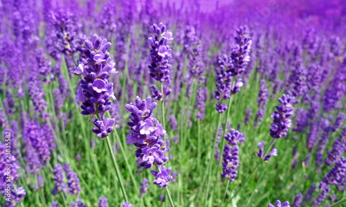 herb lavender