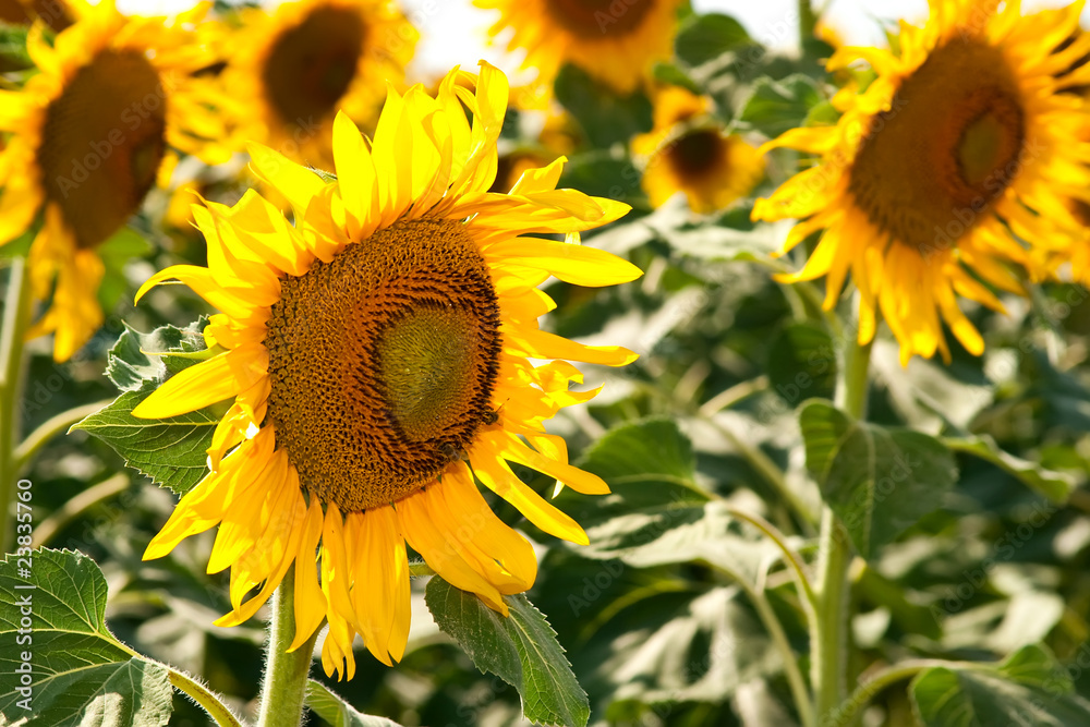Obraz premium Beautiful sunflowers in summer season