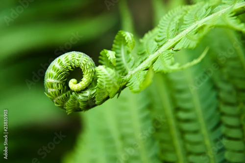 young fern leaf. nature background