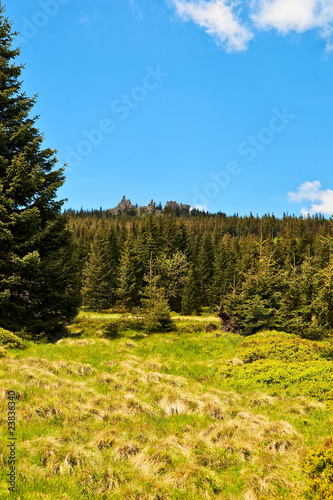 Forest in mountains with rocks over the top on sunny day.