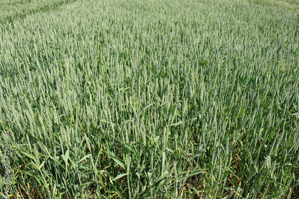 wheat wheat