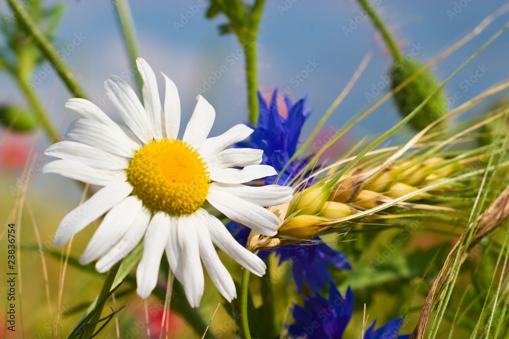 flowers flowers