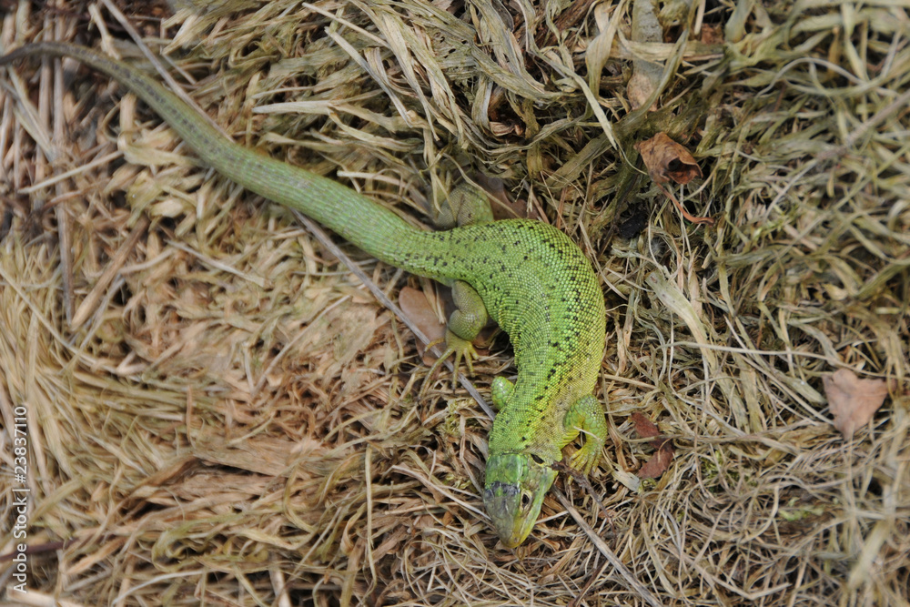 Obraz premium Smarakteidechse