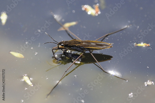 Gerris / Pond skater