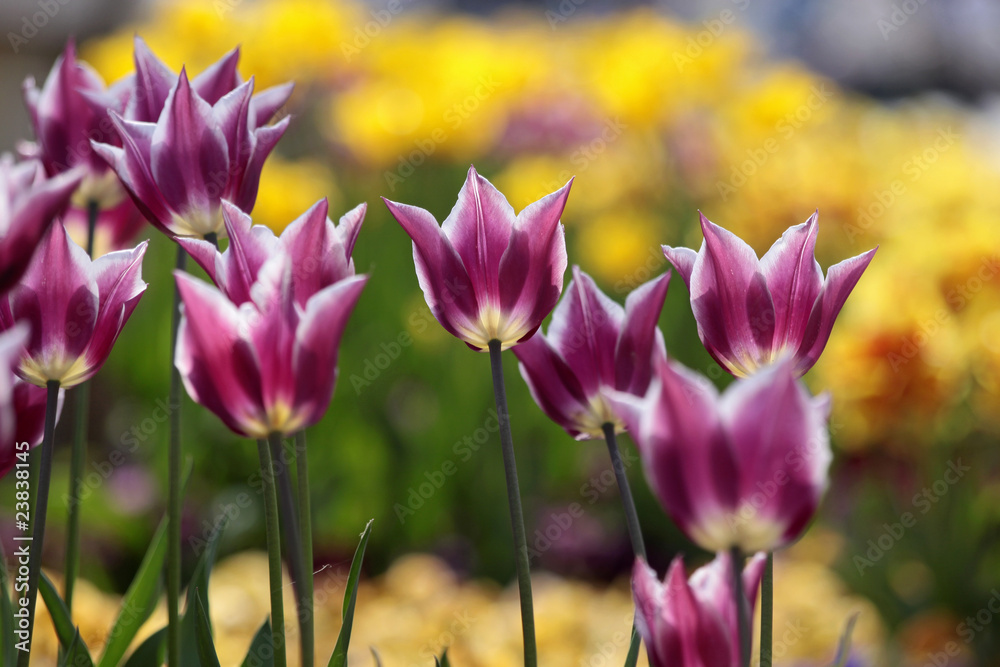 Obraz premium Tulpenbeet