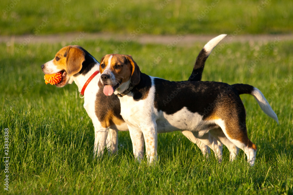 Happy beagle dogs in a park Happy beagle dogs in a park