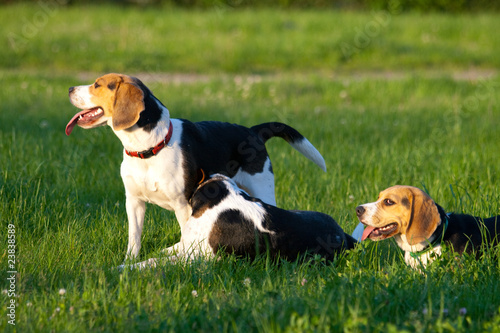 Happy beagle dogs in a park