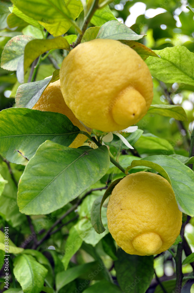Lemon Fruits and Blossom