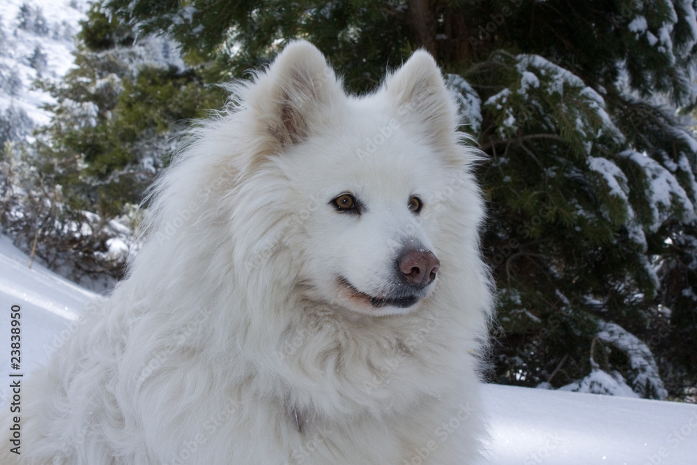 Obraz premium Samojede im Schnee