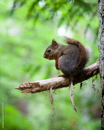 Squirrel © Jean-Edouard Rozey