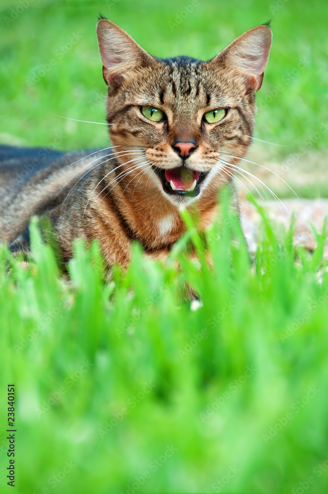 Hungry Cat sitting outdoors waiting for food Hungry Cat sitting outdoors waiting for food
