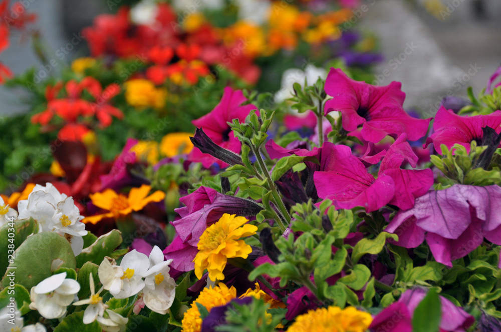 Colourful flower bed Colourful flower bed