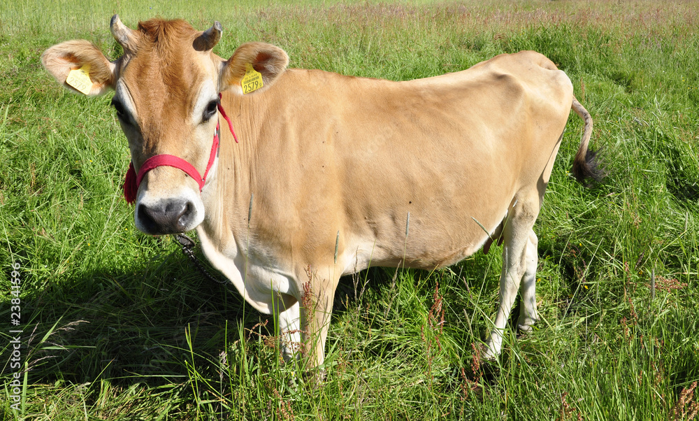 jersey cow jersey cow