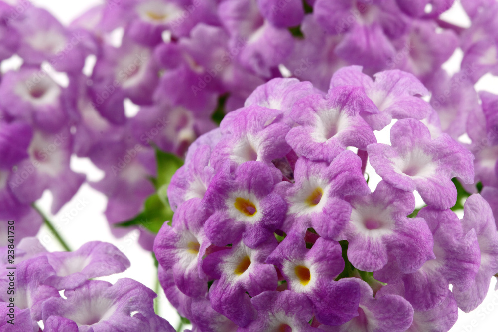 Obraz premium bouquets de fleurs de lantana camara, fond blanc