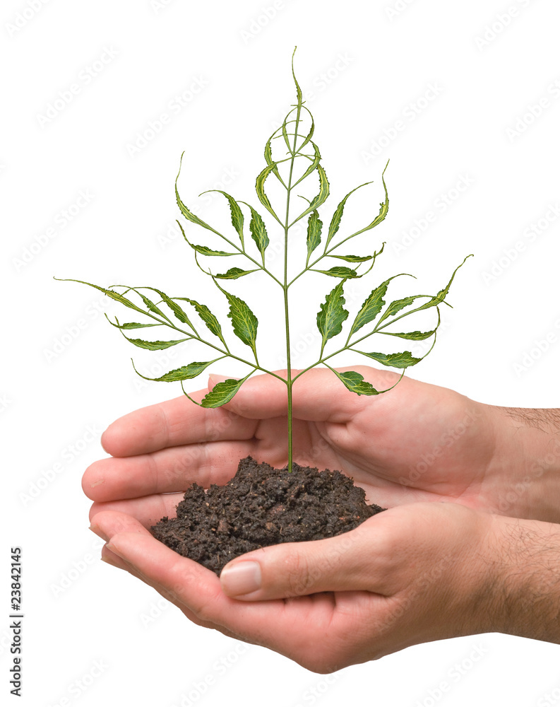 sprout in palms as a symbol of nature protection sprout in palms as a symbol of nature protection