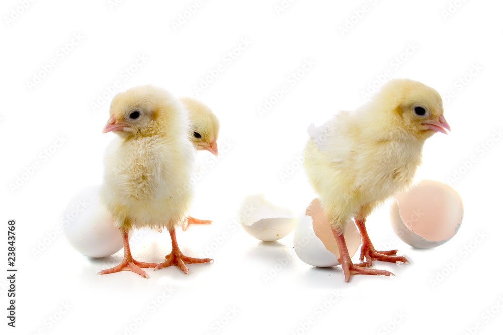 Fototapeta premium Yellow chickens