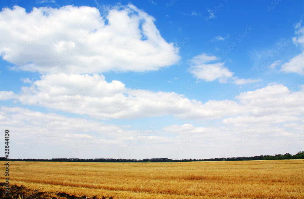 Summer landscape