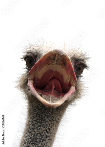 ostrich with open beak