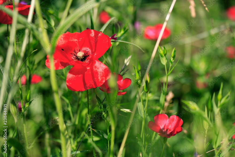 Obraz premium Papaver rhoeas