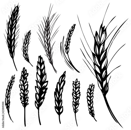 Rye, wheat