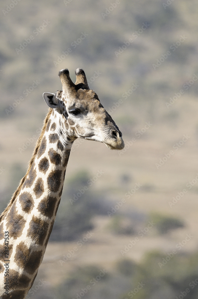 Obraz premium Giraffe